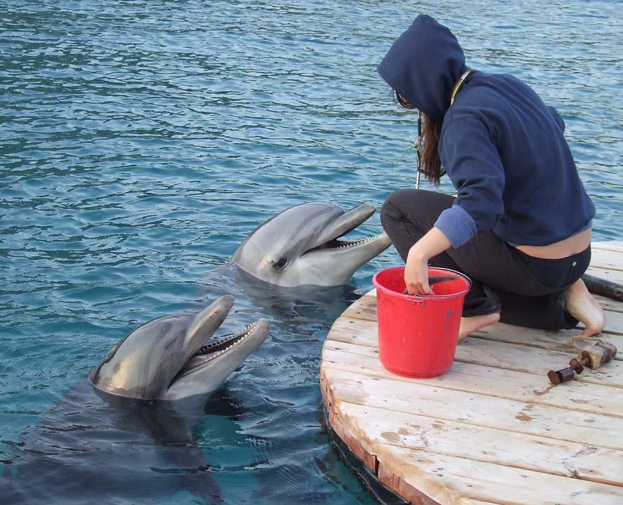 Dolfijnentrainer beroep vroeger kind dolfijnen