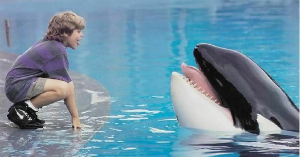 Free Willy film