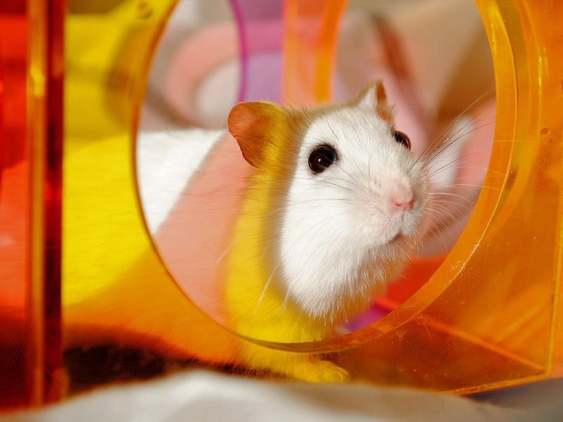 hamster in plastic speelhuisje